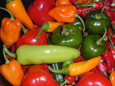 the chilli harvest