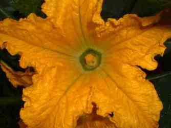 courgette flower