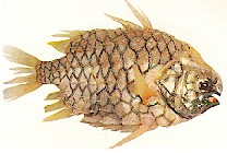 Pineapple fish