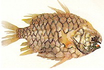 Pineapple fish